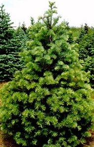 Concolor Fir