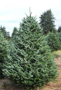 Fraser Fir