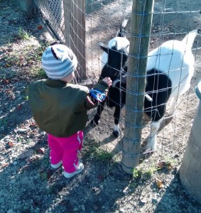 Feeding Goats