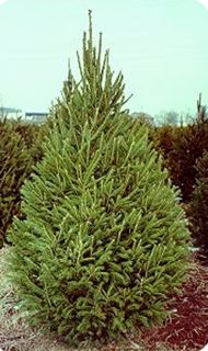 Norway Spruce